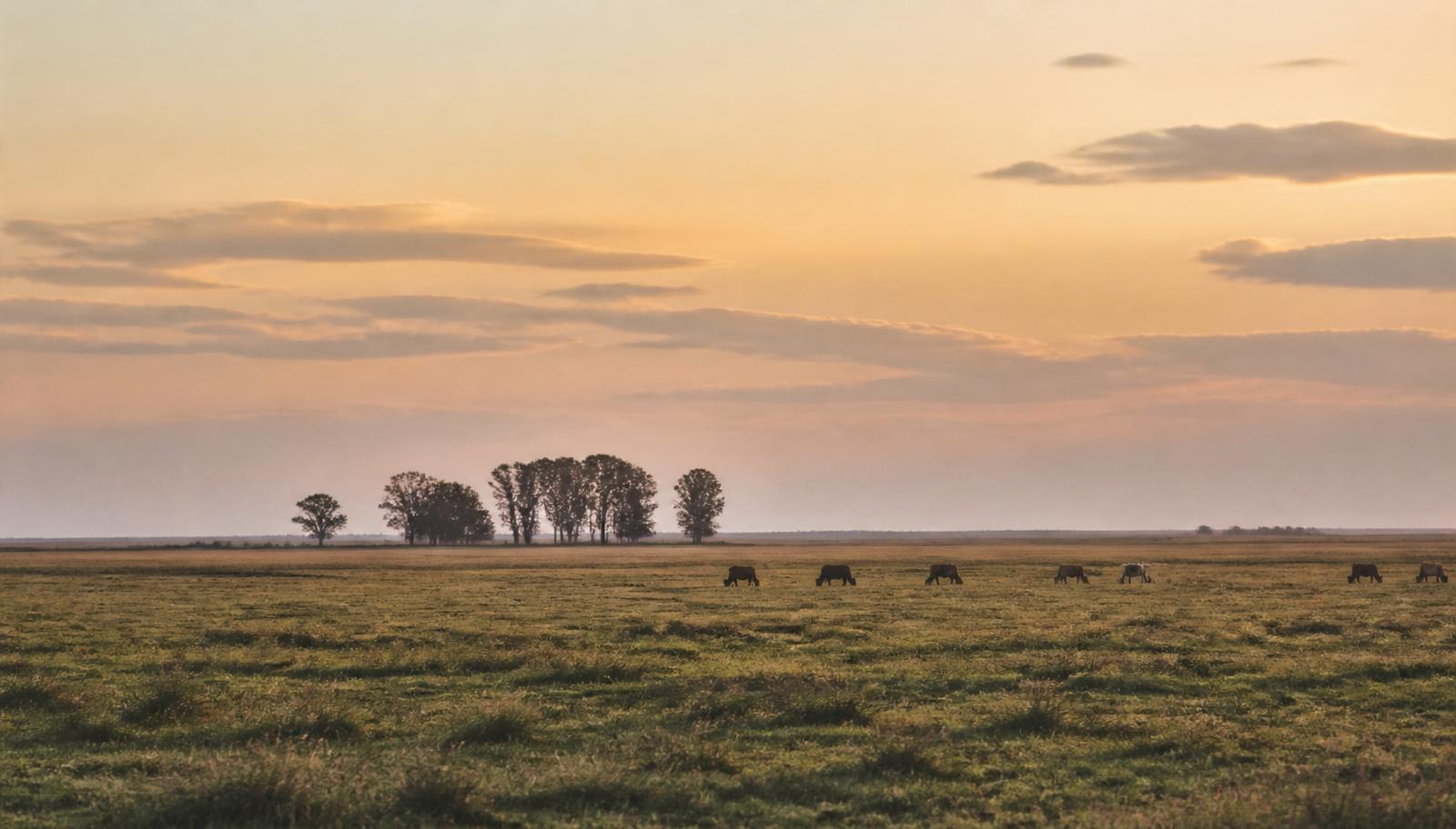 Paisaje productivo del interior argentino al atardecer